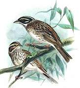 Yellow-browed Bunting