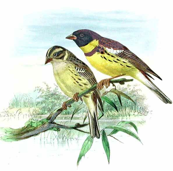 Yellow-breasted Bunting