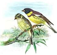 Yellow-breasted Bunting