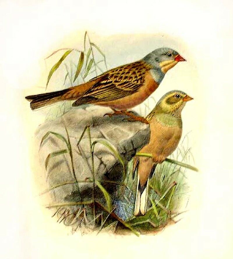 Cretzschmar's Bunting