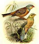 Cretzschmar's Bunting