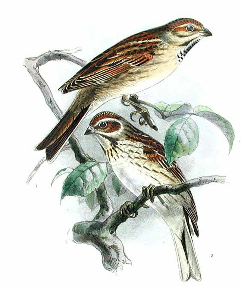 Common Reed Bunting