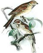 Common Reed Bunting