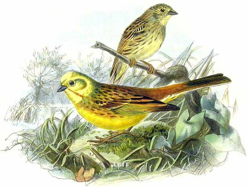 Yellowhammer