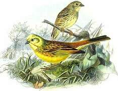 Yellowhammer