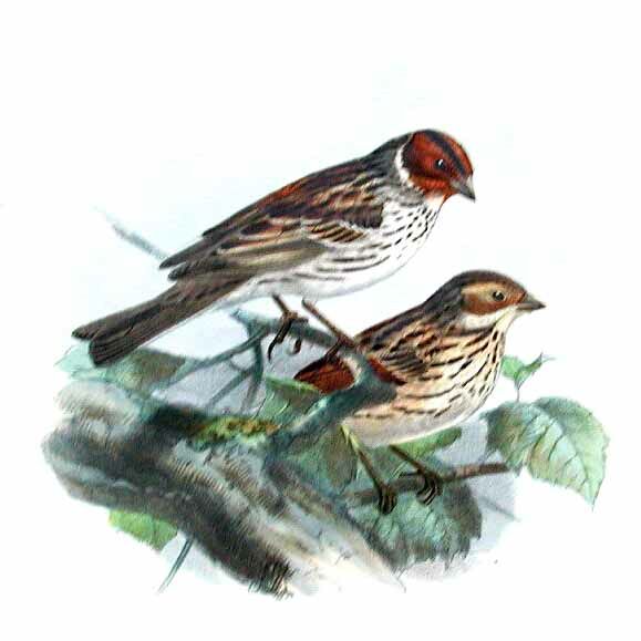 Little Bunting