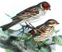 Little Bunting