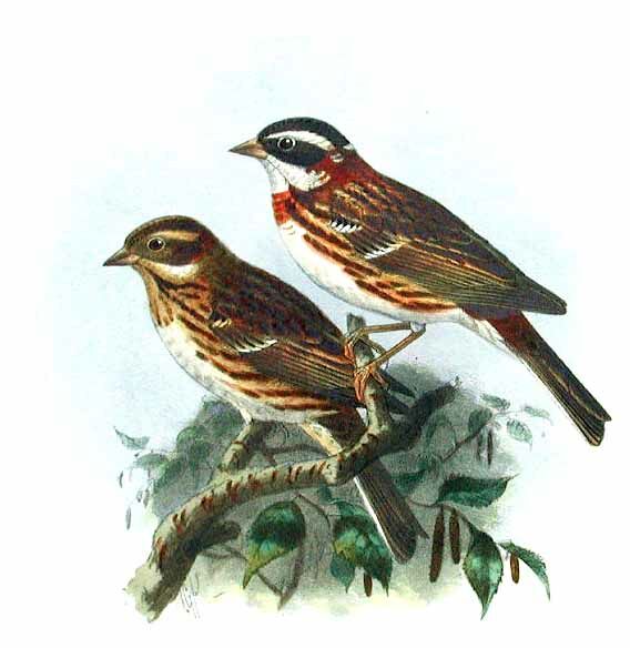 Rustic Bunting