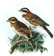 Rustic Bunting