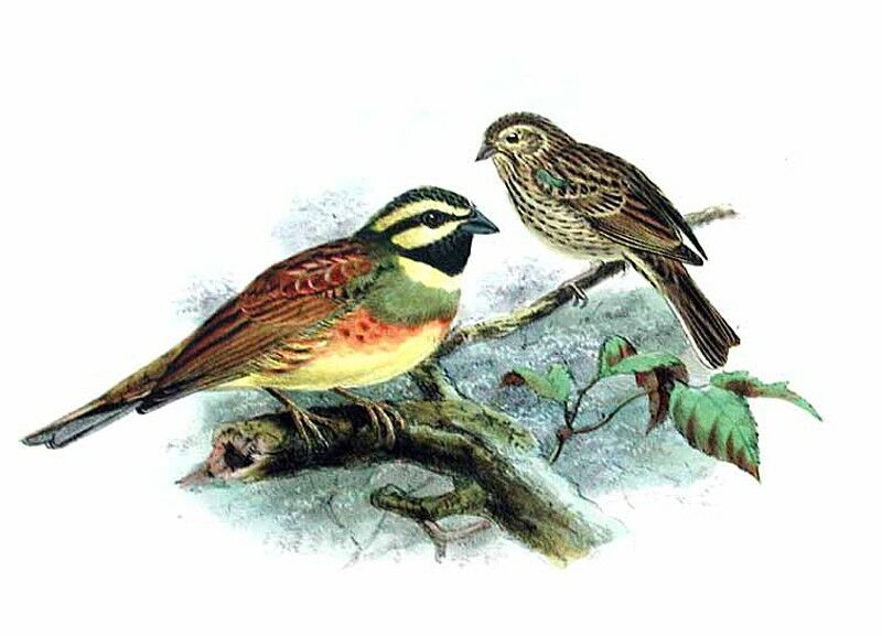 Cirl Bunting