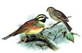 Cirl Bunting