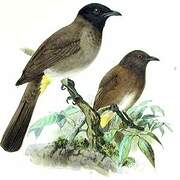 White-spectacled Bulbul