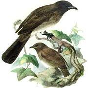 Common Bulbul