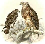 Buse des steppes