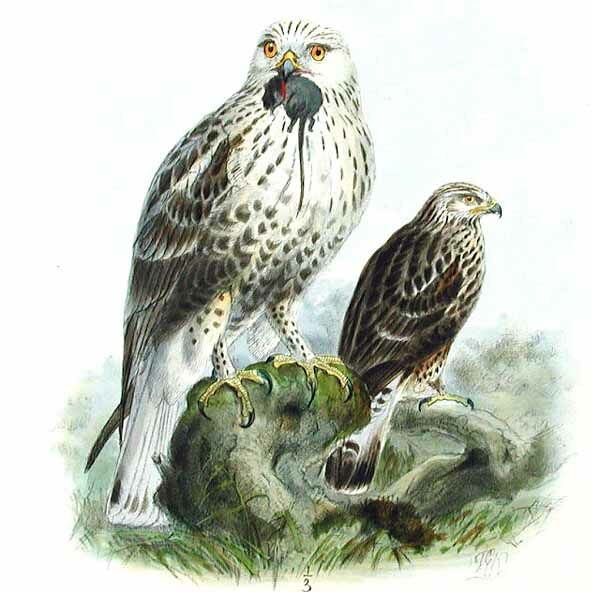 Rough-legged Buzzard