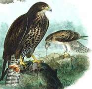 Common Buzzard