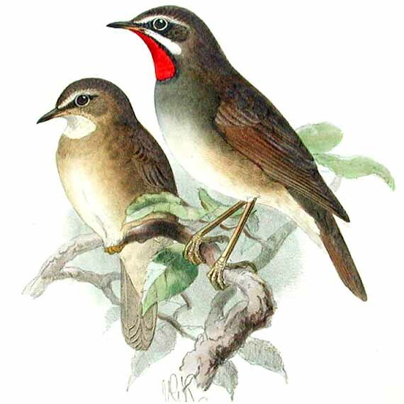 Siberian Rubythroat (beicki)