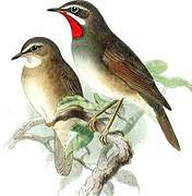 Siberian Rubythroat (beicki)