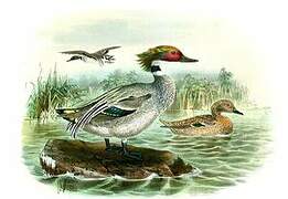 Falcated Duck