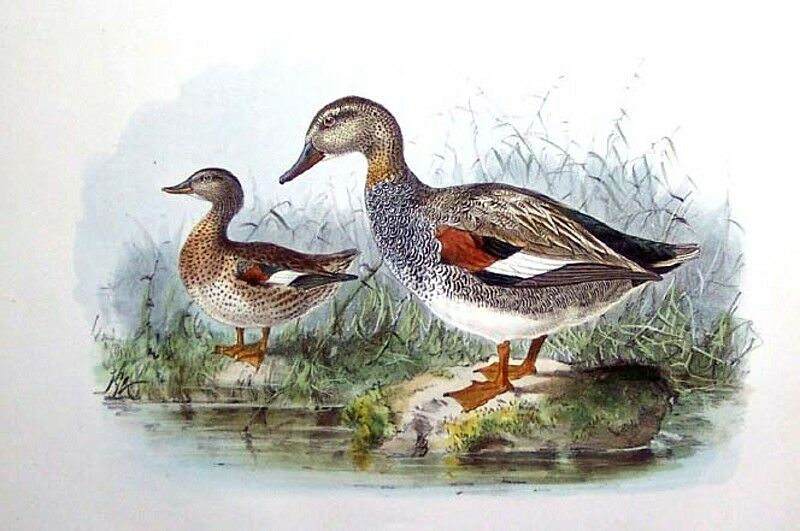 Gadwall