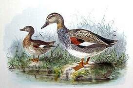 Gadwall