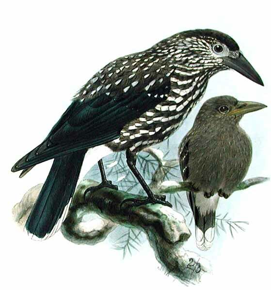 Spotted Nutcracker