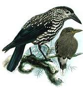 Spotted Nutcracker