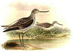 Common Greenshank