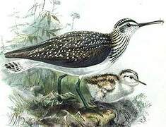 Green Sandpiper