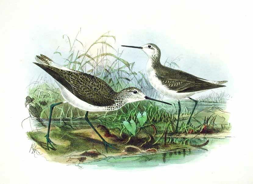 Marsh Sandpiper