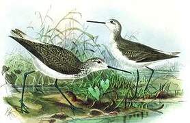 Marsh Sandpiper