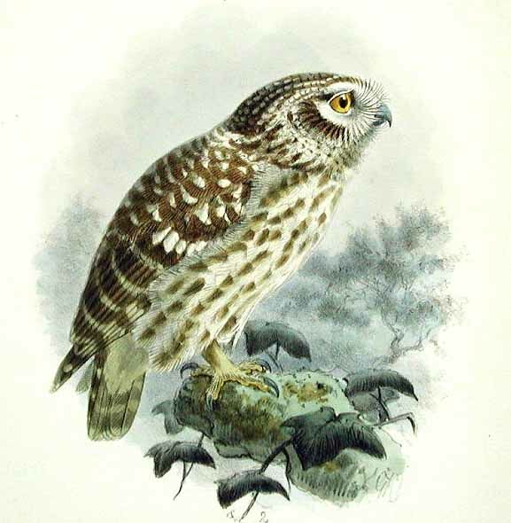 Little Owl