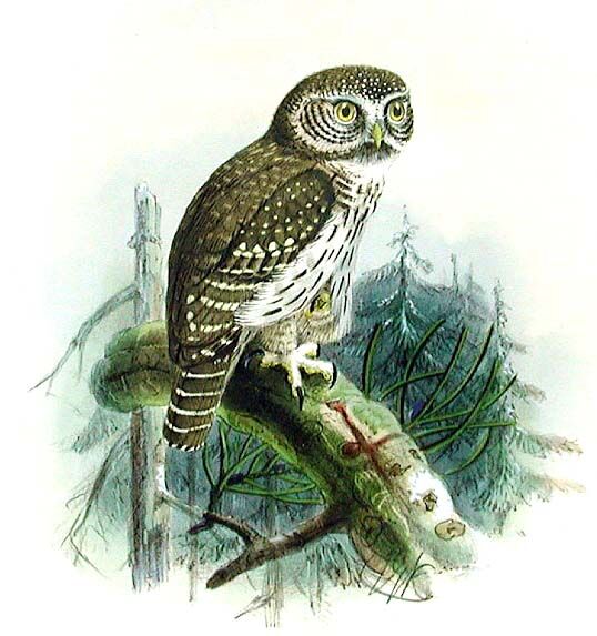 Eurasian Pygmy Owl