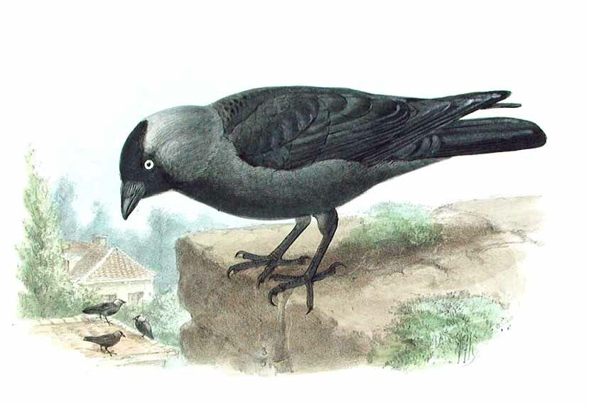 Western Jackdaw