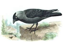 Western Jackdaw