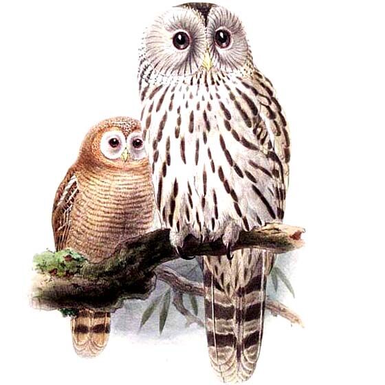 Ural Owl