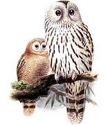 Ural Owl