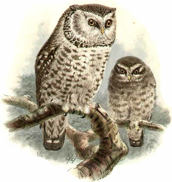 Boreal Owl