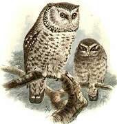 Boreal Owl