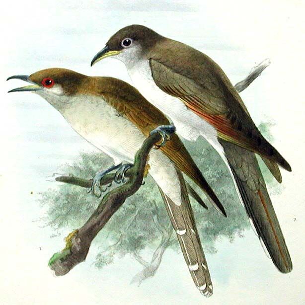 Yellow-billed Cuckoo