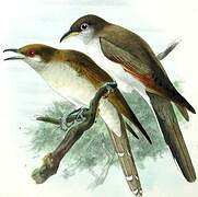 Yellow-billed Cuckoo