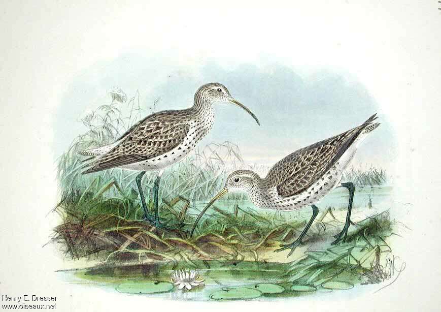 Slender-billed Curlew