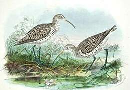 Slender-billed Curlew