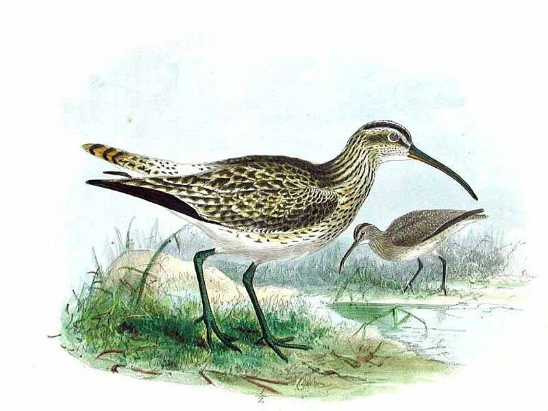 Eurasian Whimbrel