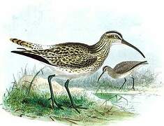 Whimbrel