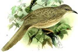 Scaly Babbler