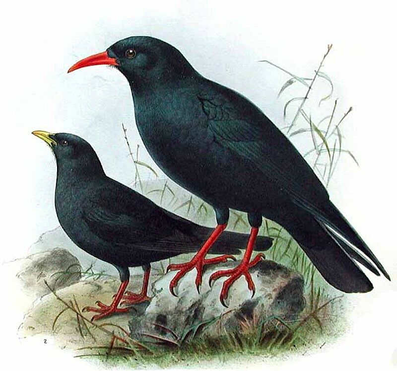 Red-billed Chough