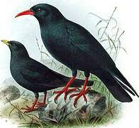 Red-billed Chough