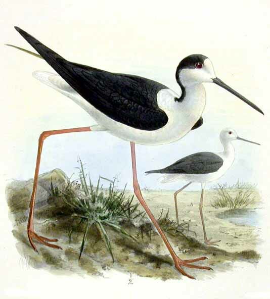 Black-winged Stilt