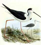 Black-winged Stilt